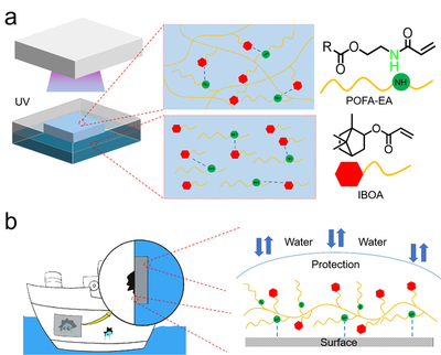 我校邱仁輝教授、劉文地教授團隊在生物基水下膠黏劑研發(fā)取得進展