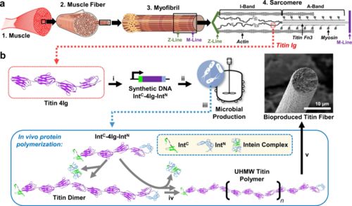 合成生物學(xué)新型高分子材料 更強更韌，有望替代高端石油基材料